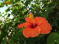 2014-1105-1420_Hibiscus_Malaga_Spain_17C